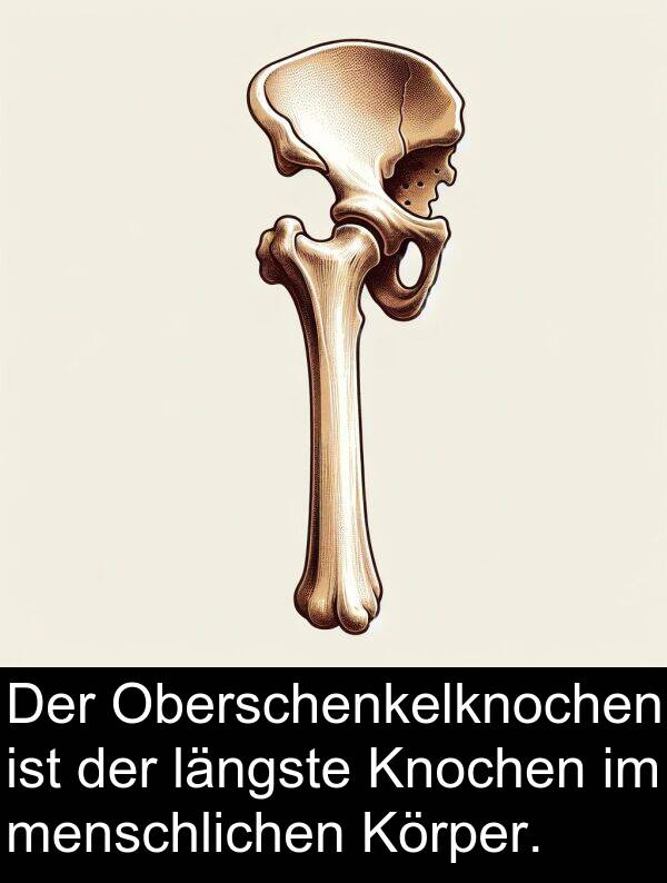 längste: Der Oberschenkelknochen ist der längste Knochen im menschlichen Körper.