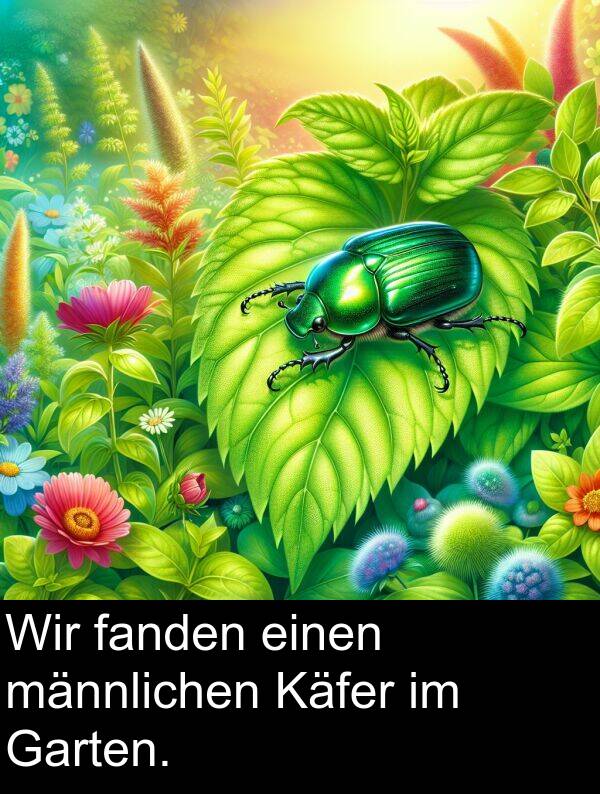 fanden: Wir fanden einen männlichen Käfer im Garten.