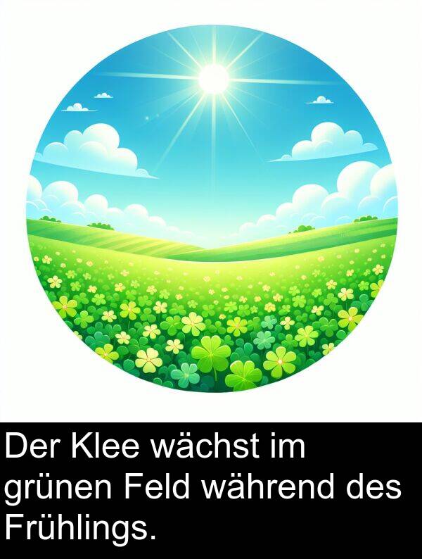 wächst: Der Klee wächst im grünen Feld während des Frühlings.