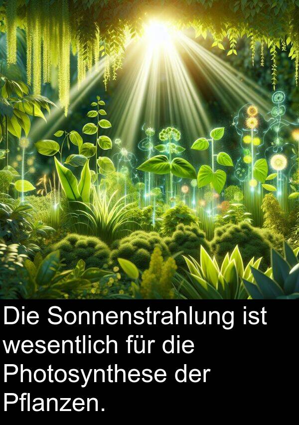 Sonnenstrahlung: Die Sonnenstrahlung ist wesentlich für die Photosynthese der Pflanzen.