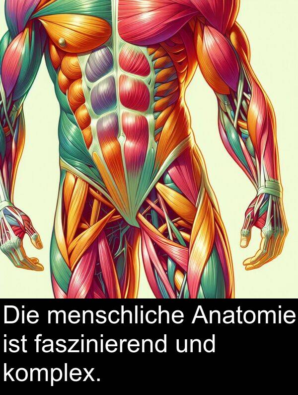 faszinierend: Die menschliche Anatomie ist faszinierend und komplex.