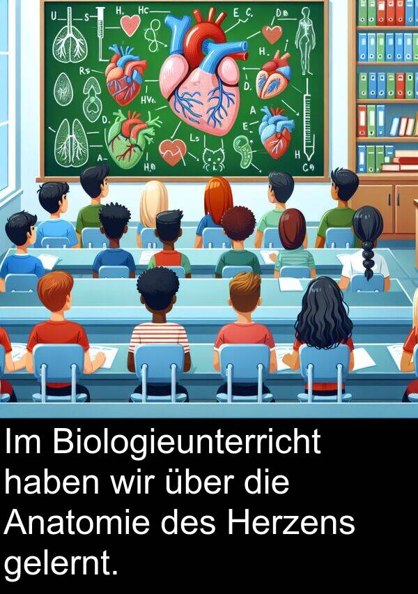 Herzens: Im Biologieunterricht haben wir über die Anatomie des Herzens gelernt.