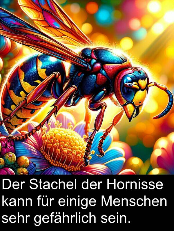 Menschen: Der Stachel der Hornisse kann für einige Menschen sehr gefährlich sein.