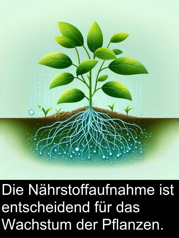 Wachstum: Die Nährstoffaufnahme ist entscheidend für das Wachstum der Pflanzen.