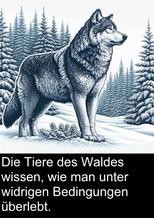 unter: Die Tiere des Waldes wissen, wie man unter widrigen Bedingungen überlebt.
