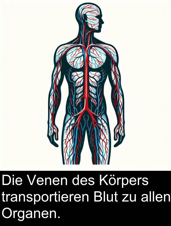 transportieren: Die Venen des Körpers transportieren Blut zu allen Organen.