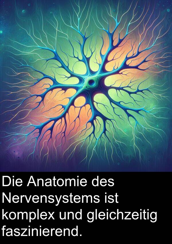 faszinierend: Die Anatomie des Nervensystems ist komplex und gleichzeitig faszinierend.