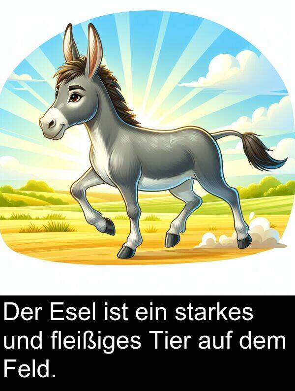 Feld: Der Esel ist ein starkes und fleißiges Tier auf dem Feld.