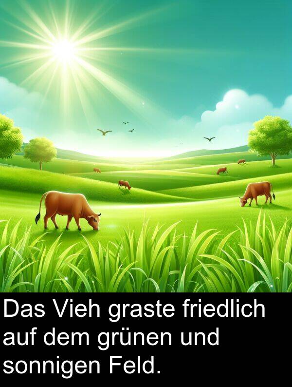 Feld: Das Vieh graste friedlich auf dem grünen und sonnigen Feld.