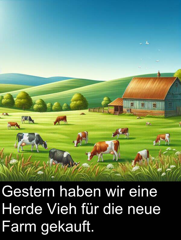 Farm: Gestern haben wir eine Herde Vieh für die neue Farm gekauft.