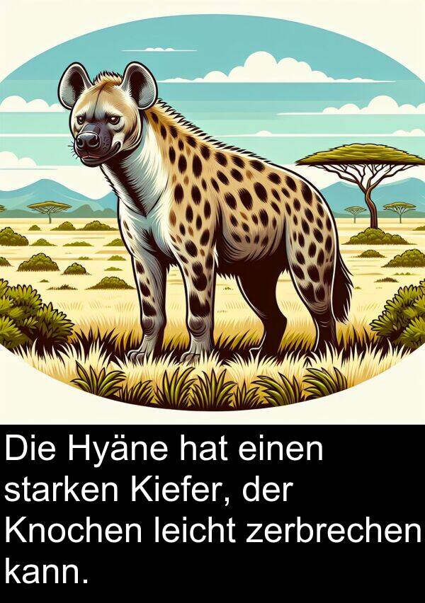 leicht: Die Hyäne hat einen starken Kiefer, der Knochen leicht zerbrechen kann.