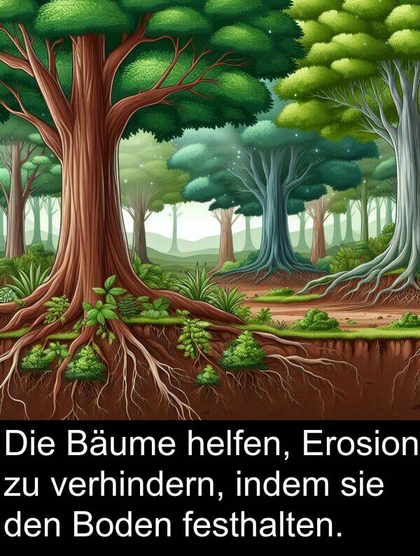 festhalten: Die Bäume helfen, Erosion zu verhindern, indem sie den Boden festhalten.