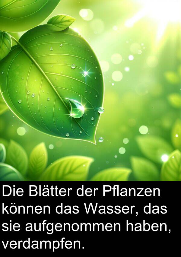 Pflanzen: Die Blätter der Pflanzen können das Wasser, das sie aufgenommen haben, verdampfen.