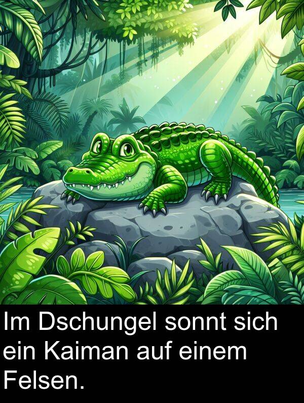 Felsen: Im Dschungel sonnt sich ein Kaiman auf einem Felsen.