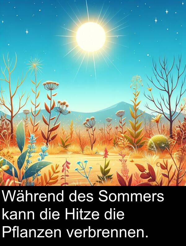 Während: Während des Sommers kann die Hitze die Pflanzen verbrennen.