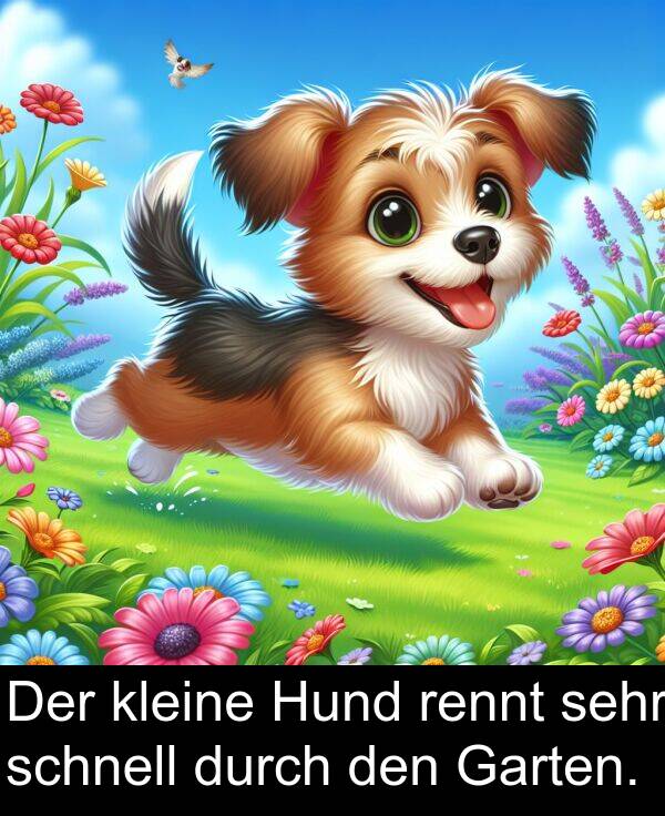 durch: Der kleine Hund rennt sehr schnell durch den Garten.