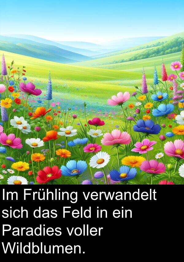 Feld: Im Frühling verwandelt sich das Feld in ein Paradies voller Wildblumen.