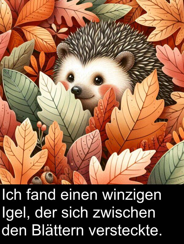 fand: Ich fand einen winzigen Igel, der sich zwischen den Blättern versteckte.