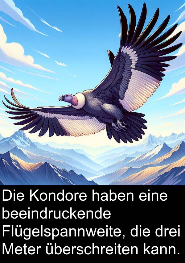 drei: Die Kondore haben eine beeindruckende Flügelspannweite, die drei Meter überschreiten kann.