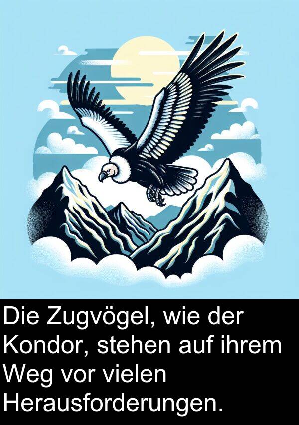 Zugvögel: Die Zugvögel, wie der Kondor, stehen auf ihrem Weg vor vielen Herausforderungen.