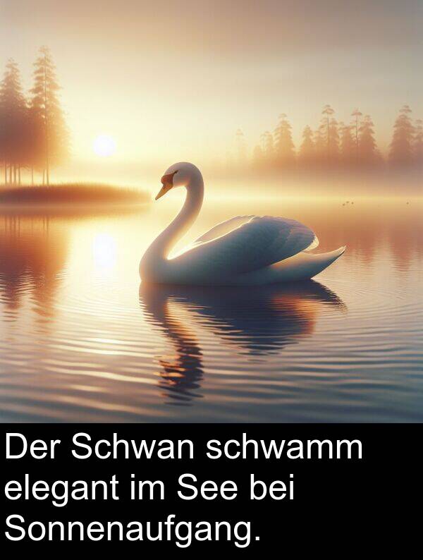 Sonnenaufgang: Der Schwan schwamm elegant im See bei Sonnenaufgang.
