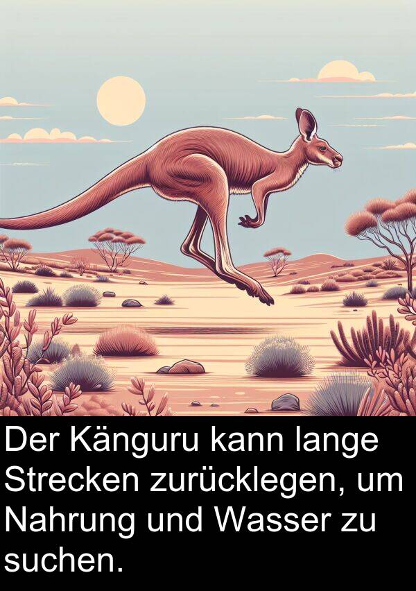 suchen: Der Känguru kann lange Strecken zurücklegen, um Nahrung und Wasser zu suchen.