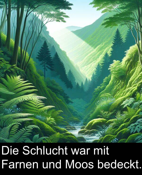 war: Die Schlucht war mit Farnen und Moos bedeckt.
