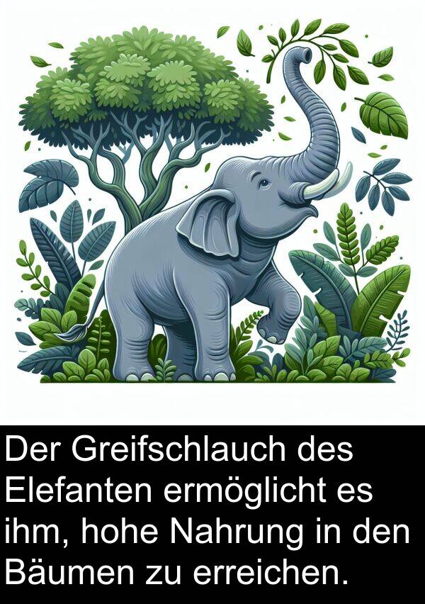 hohe: Der Greifschlauch des Elefanten ermöglicht es ihm, hohe Nahrung in den Bäumen zu erreichen.