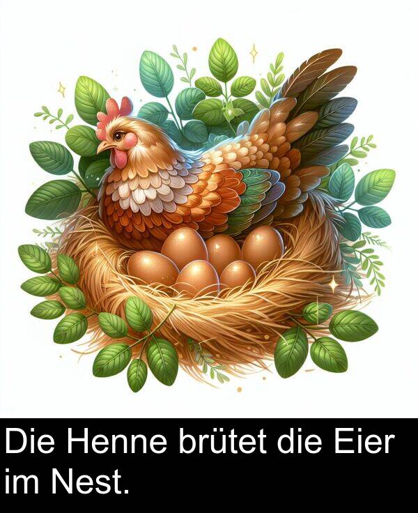 Die: Die Henne brütet die Eier im Nest.