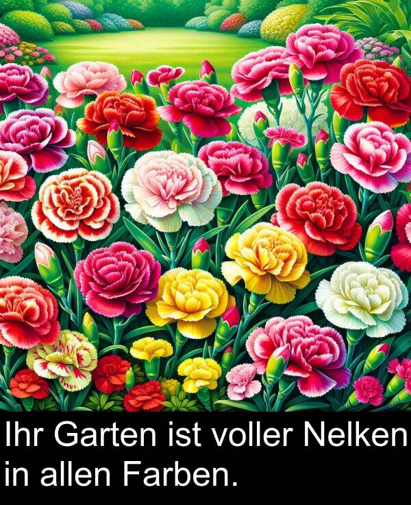 Farben: Ihr Garten ist voller Nelken in allen Farben.