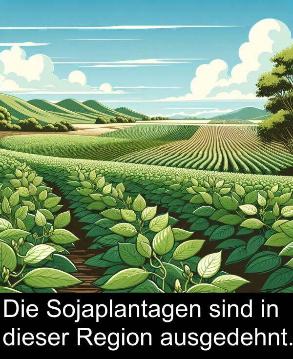 ausgedehnt: Die Sojaplantagen sind in dieser Region ausgedehnt.