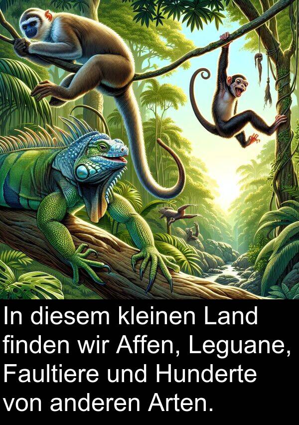 Faultiere: In diesem kleinen Land finden wir Affen, Leguane, Faultiere und Hunderte von anderen Arten.