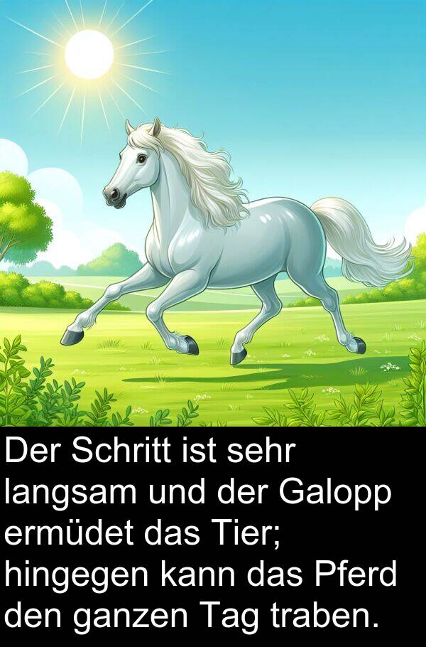 Pferd: Der Schritt ist sehr langsam und der Galopp ermüdet das Tier; hingegen kann das Pferd den ganzen Tag traben.