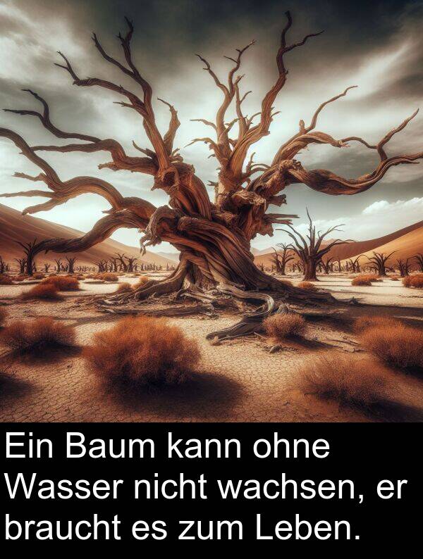 wachsen: Ein Baum kann ohne Wasser nicht wachsen, er braucht es zum Leben.