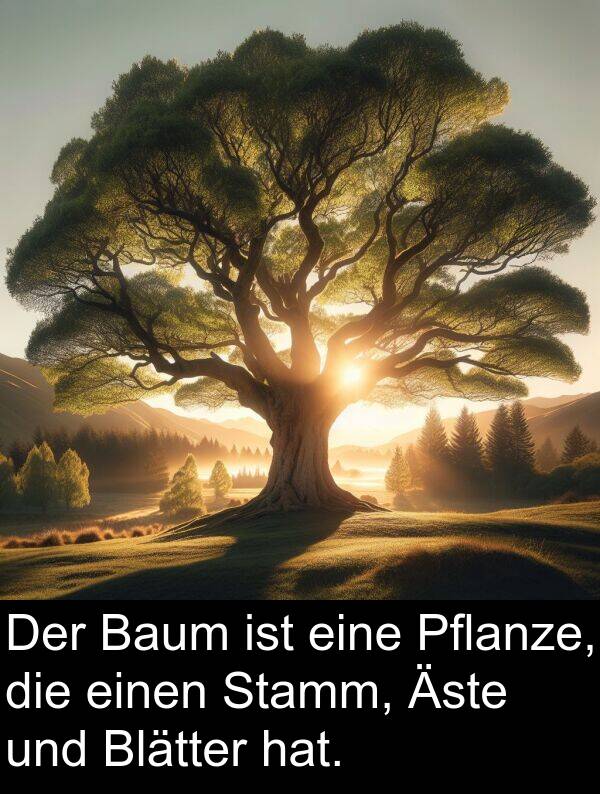 Baum: Der Baum ist eine Pflanze, die einen Stamm, Äste und Blätter hat.