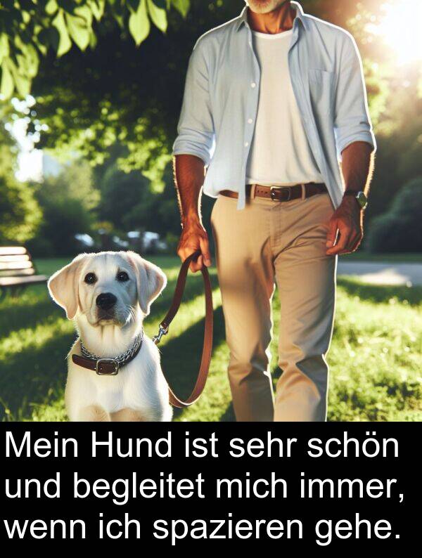 Hund: Mein Hund ist sehr schön und begleitet mich immer, wenn ich spazieren gehe.