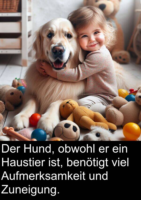 Zuneigung: Der Hund, obwohl er ein Haustier ist, benötigt viel Aufmerksamkeit und Zuneigung.