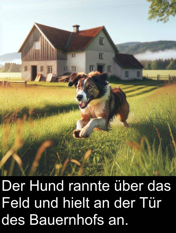 Feld: Der Hund rannte über das Feld und hielt an der Tür des Bauernhofs an.