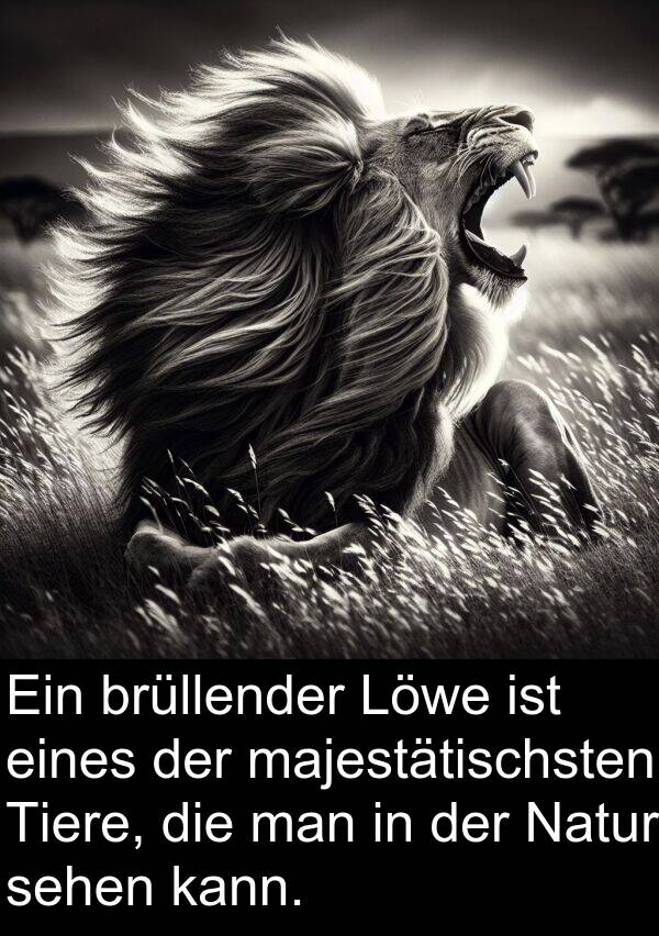 majestätischsten: Ein brüllender Löwe ist eines der majestätischsten Tiere, die man in der Natur sehen kann.