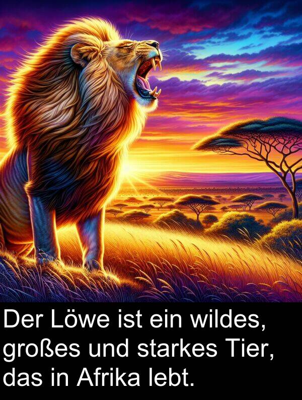 wildes: Der Löwe ist ein wildes, großes und starkes Tier, das in Afrika lebt.