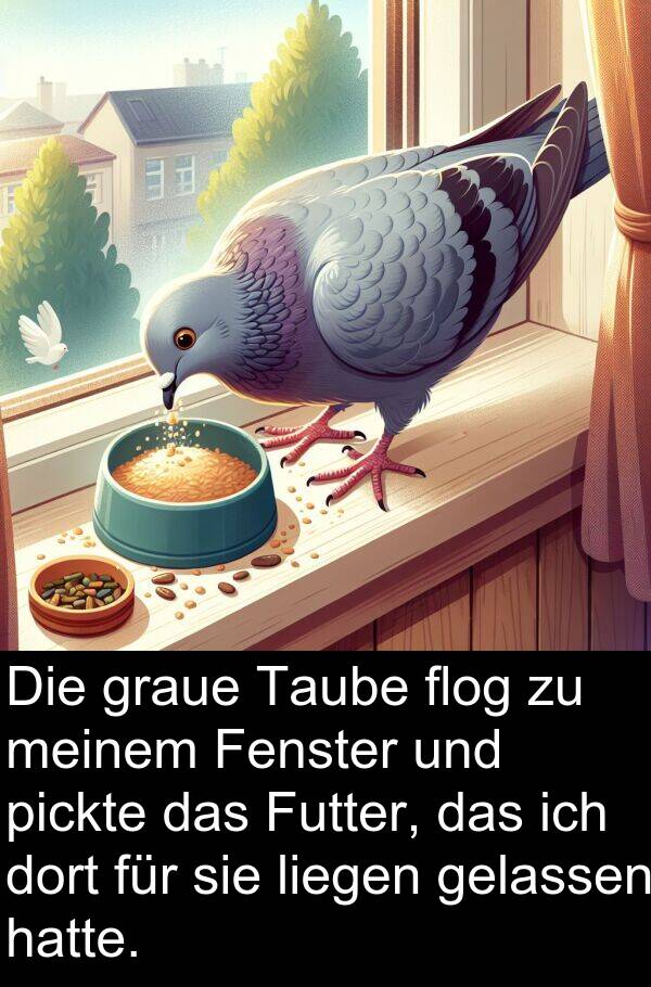 flog: Die graue Taube flog zu meinem Fenster und pickte das Futter, das ich dort für sie liegen gelassen hatte.