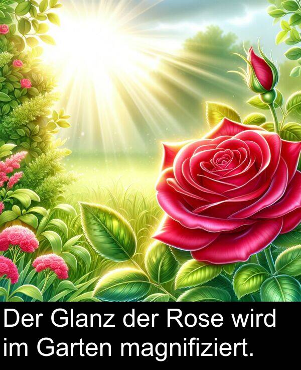 wird: Der Glanz der Rose wird im Garten magnifiziert.