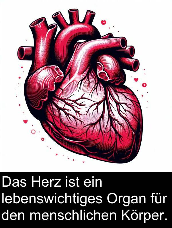Körper: Das Herz ist ein lebenswichtiges Organ für den menschlichen Körper.