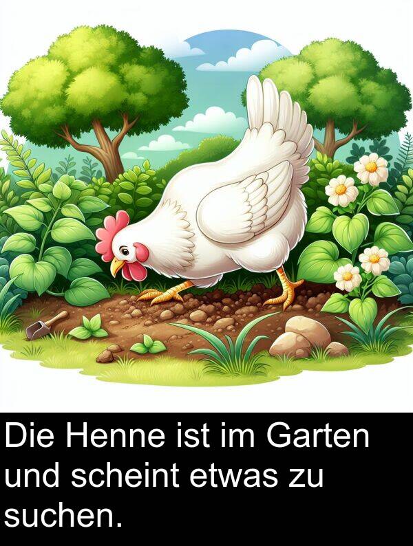 suchen: Die Henne ist im Garten und scheint etwas zu suchen.