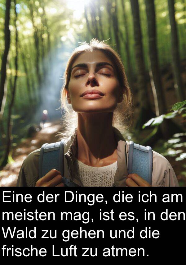 Wald: Eine der Dinge, die ich am meisten mag, ist es, in den Wald zu gehen und die frische Luft zu atmen.
