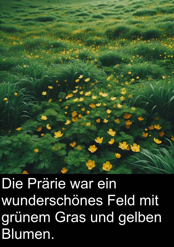 Feld: Die Prärie war ein wunderschönes Feld mit grünem Gras und gelben Blumen.