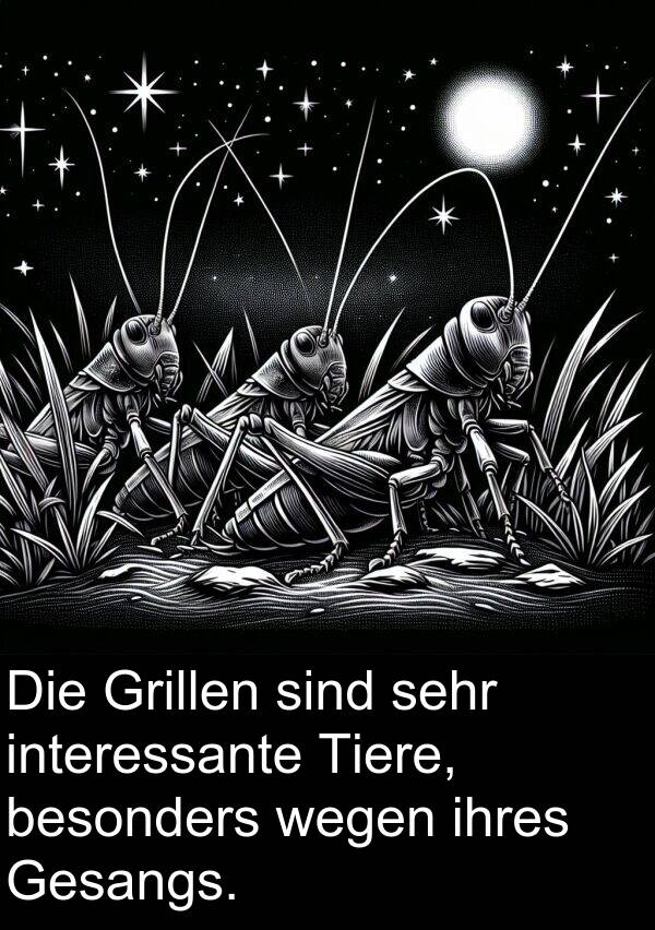 Tiere: Die Grillen sind sehr interessante Tiere, besonders wegen ihres Gesangs.