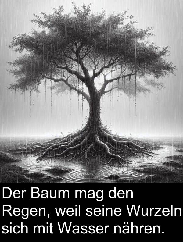Regen: Der Baum mag den Regen, weil seine Wurzeln sich mit Wasser nähren.