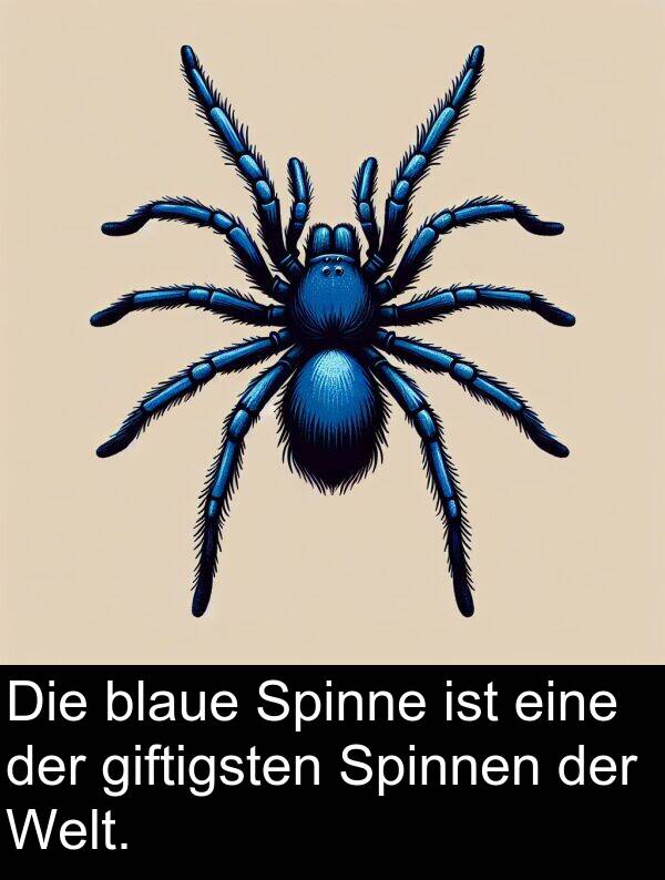 Spinne: Die blaue Spinne ist eine der giftigsten Spinnen der Welt.