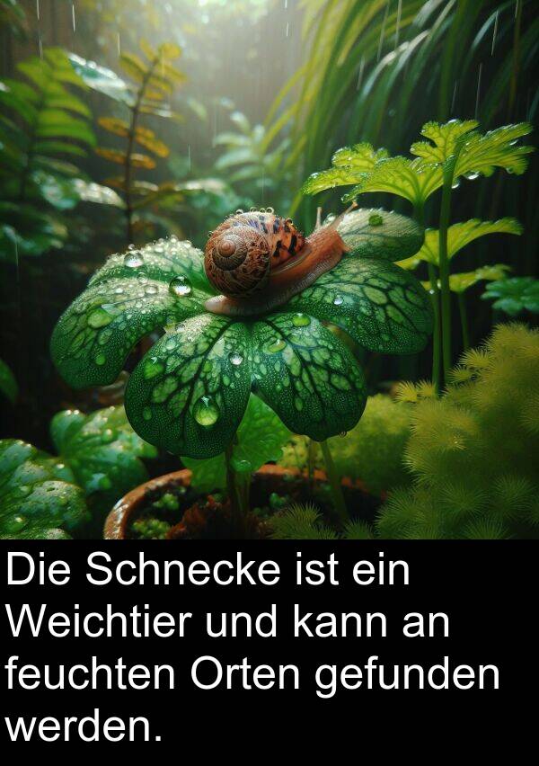 feuchten: Die Schnecke ist ein Weichtier und kann an feuchten Orten gefunden werden.
